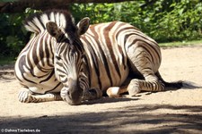 Damara-Steppenzebra (Equus quagga burchellii) im Zoo Krefeld