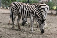 Damara-Steppenzebras (Equus quagga burchellii) im Zoo Krefeld