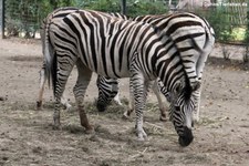 Equus quagga burchellii-2