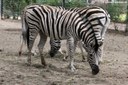 Equus quagga burchellii