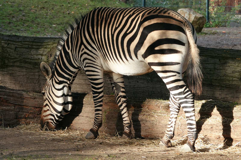 Hartmann-Bergzebra (Equus zebra hartmannae)