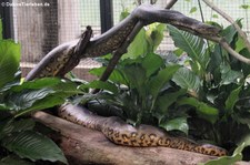 Grüne Anakonda (Eunectes murinus) im Zoo Krefeld