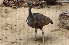 Senegaltrappe (Eupodotis senegalensis) im Zoo Krefeld