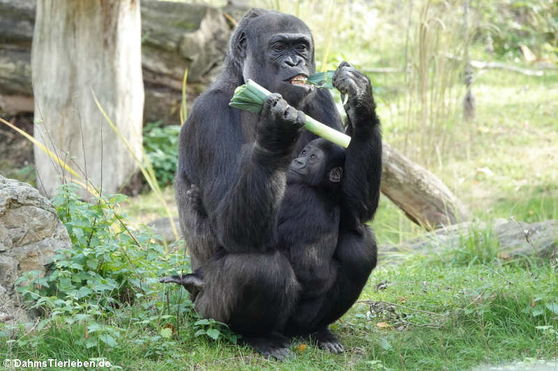 Gorilla gorilla gorilla