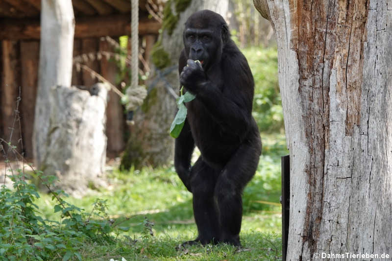 Westlicher Flachlandgorilla (Gorilla gorilla gorilla)