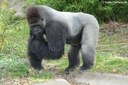 Gorilla gorilla gorilla