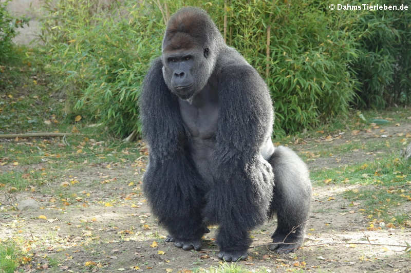 Westlicher Flachlandgorilla (Gorilla gorilla gorilla)