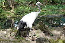 Mandschurenkranich (Grus japonensis) im Zoo Krefeld