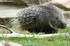 Weißschwanz-Stachelschwein (Hystrix indica) im Zoo Krefeld