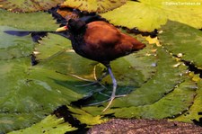 Rotstirn-Blätthühnchen (Jacana jacana) im Zoo Krefeld