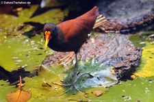 Rotstirn-Blätthühnchen (Jacana jacana) im Zoo Krefeld