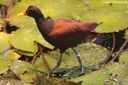 Jacana jacana