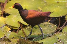 Rotstirn-Blätthühnchen (Jacana jacana) im Zoo Krefeld