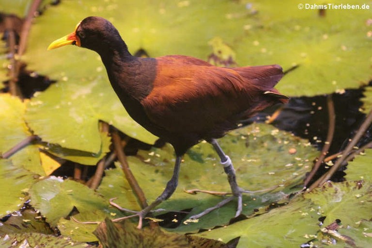 Jacana jacana