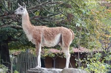 Guanako (Lama guanicoe) im Zoo Krefeld