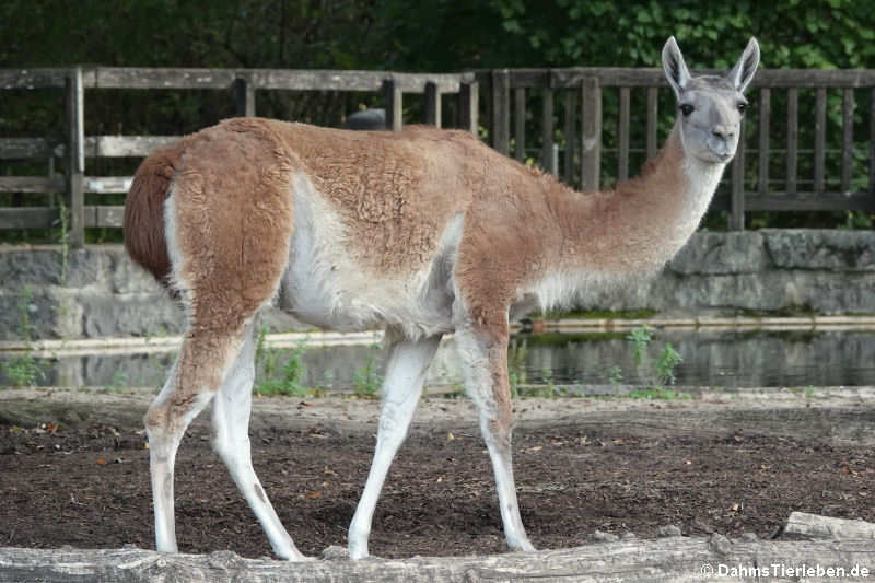 Guanako (Lama guanicoe)