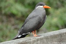 Inkaseeschwalbe (Larosterna inca) im Zoo Krefeld