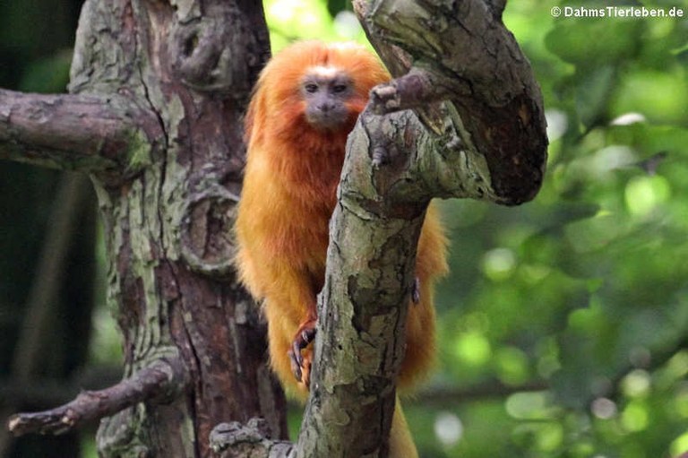 Leontopithecus rosalia