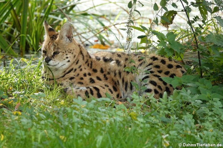 Leptailurus serval