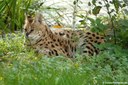 Leptailurus serval