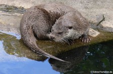 Eurasischer Fischotter (Lutra lutra lutra) im Zoo Krefeld