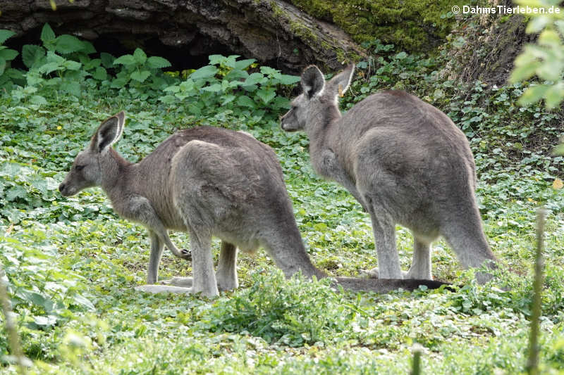 Östliche Graue Riesenkängurus (Macropus giganteus)