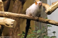 Silberäffchen (Mico argentatus) im Zoo Krefeld