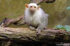 Silberäffchen (Mico argentatus) im Zoo Krefeld