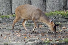 Formosa-Muntjak (Muntiacus reevesi micrurus) im Zoo Krefeld