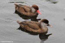 Kolbenenten (Netta rufina) im Zoo Krefeld