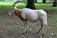 Säbelantilope (Oryx dammah) im Zoo Krefeld