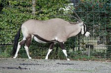 Südafrikanischer Spießbock (Oryx gazella) im Zoo Krefeld