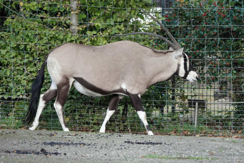 Südafrikanischer Spießbock (Oryx gazella)