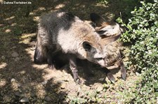 Löffelhunde (Otocyon megalotis) im Zoo Krefeld