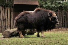 Moschusochse (Ovibos moschatus wardi) im Zoo Krefeld