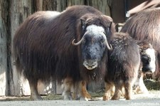 Moschusochsen (Ovibos moschatus wardi) im Zoo Krefeld