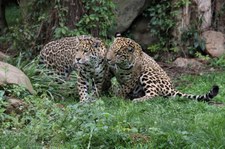 Jaguare (Panthera onca) im Zoo Krefeld