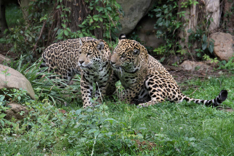 Jaguare (Panthera onca)