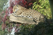 Jaguar (Panthera onca) im Zoo Krefeld