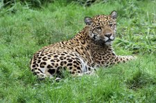 Jaguar (Panthera onca) im Zoo Krefeld