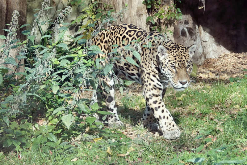 Panthera onca-3
