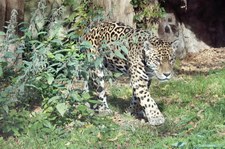 Jaguar (Panthera onca) im Zoo Krefeld