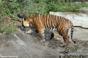 Panthera tigris sumatrae