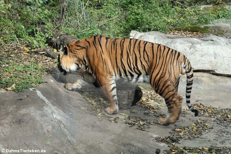 Sumatra-Tiger (Panthera tigris sumatrae)