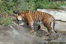 Sumatra-Tiger (Panthera tigris sumatrae) im Zoo Krefeld