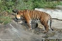 Panthera tigris sondaica
