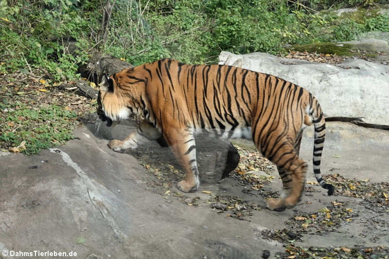 Panthera tigris sumatrae