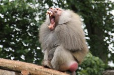 Mantelpavian (Papio hamadryas) im Zoo Krefeld