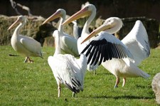 Rosapelikane (Pelecanus onocrotalus) im Zoo Krefeld