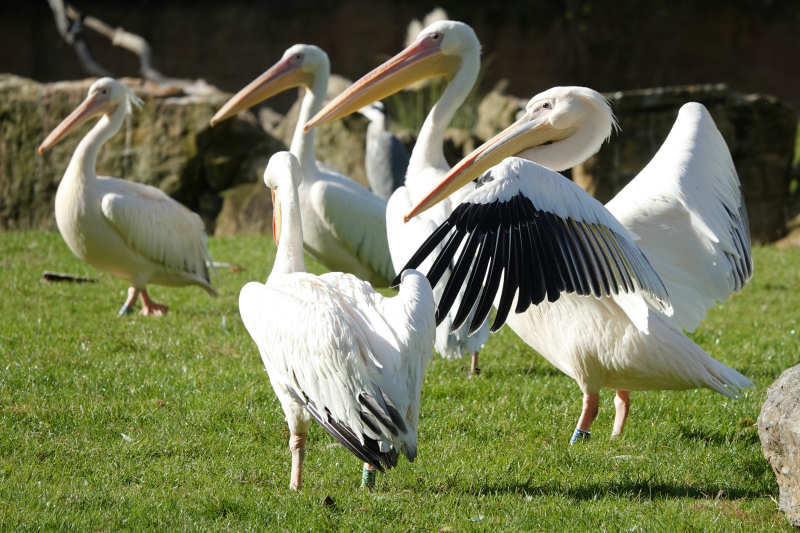 Rosapelikane (Pelecanus onocrotalus)